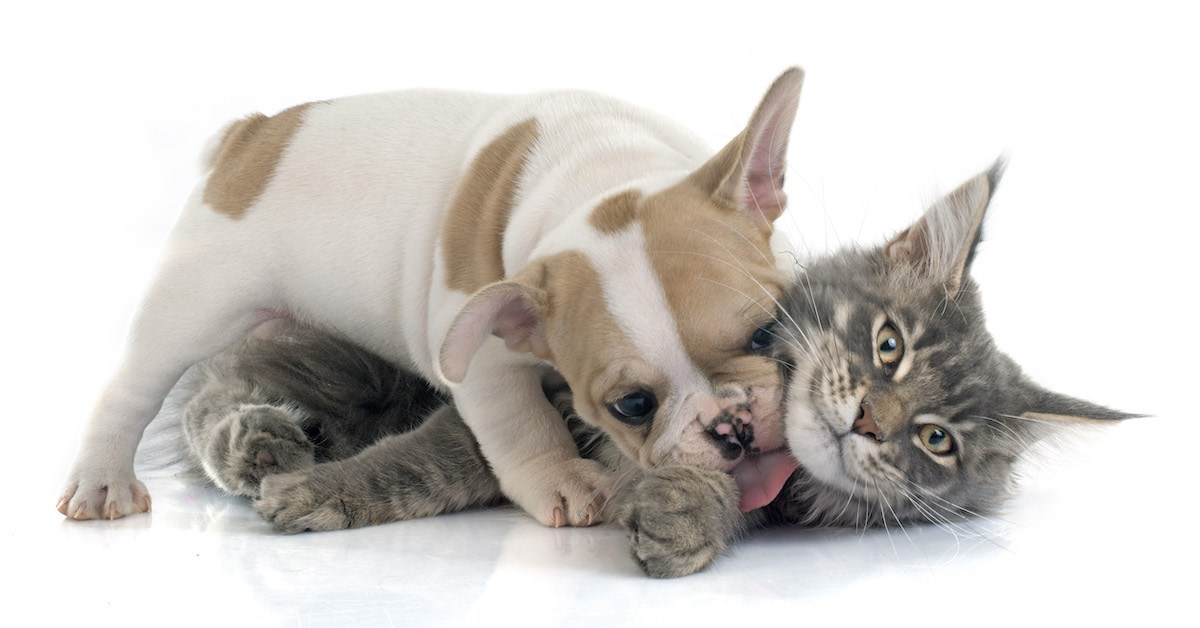 Guide to Helping Cats and Dogs Get Along